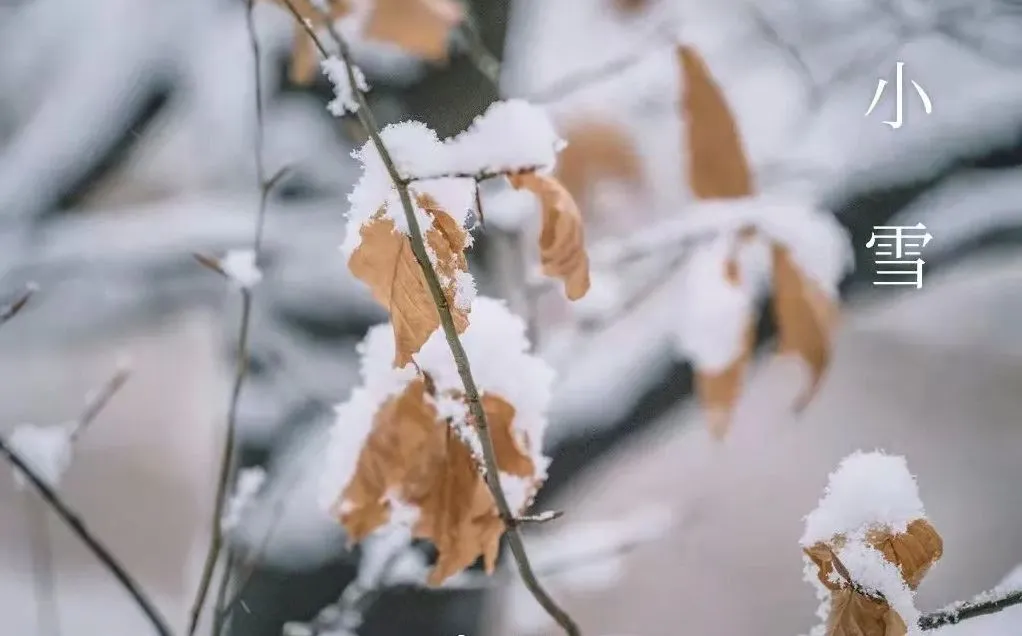 معمولی برف - کیا جاننا ہے۔